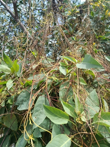 Cabello del diablo