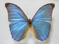 Morpho menelaus amathonte