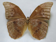 Morpho menelaus amathonte