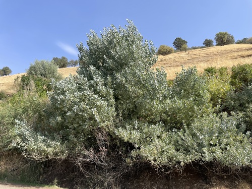 Populus euphratica observed 2026-10-23