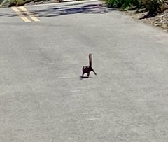 Otospermophilus beecheyi