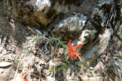 Castilleja tenuiflora