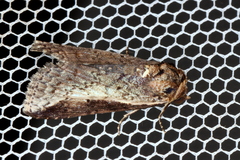 Lophoptera vittigera
