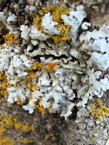 Frosted Rosette Lichen