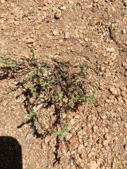 Pectocarya penicillata