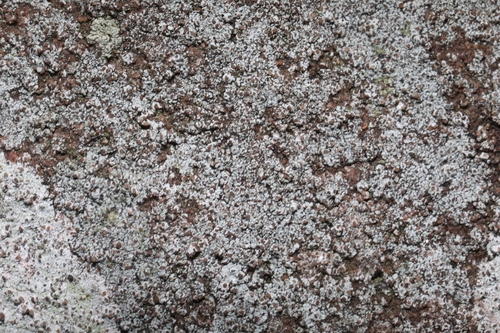 Circinaria contorta