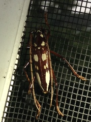 Eburia decemmaculata