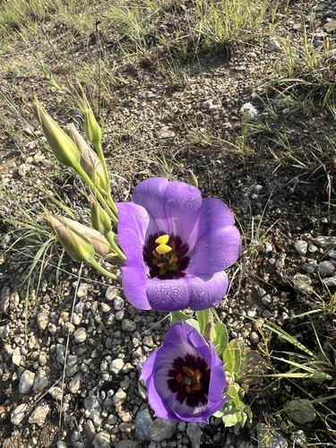 showy prairie gentian