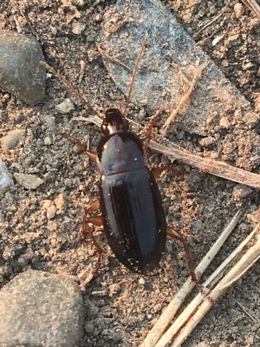 Ingrate Harp Ground Beetle