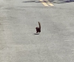 Otospermophilus beecheyi