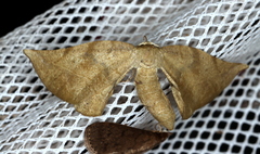 Parepisparis excusata