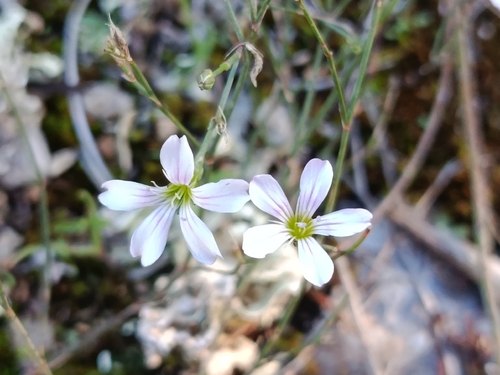 Petrorhagia saxifraga, 2026-10-23