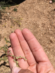 Pectocarya penicillata