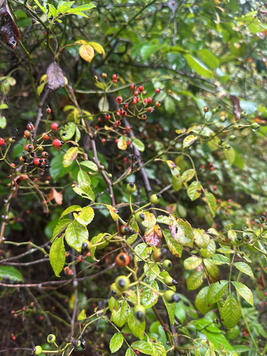 multiflora rose photograph by the iNaturalist community