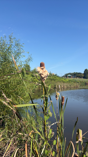 broadleaf cattail photograph by the iNaturalist community