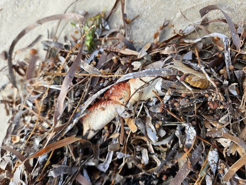 Nectocarcinus integrifrons observed 2026-10-23