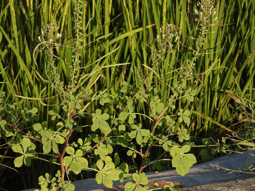 Gynandropsis observed 2026-10-19