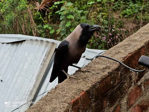 iNaturalist image