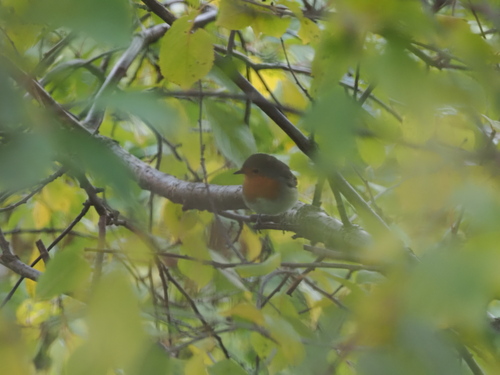 iNaturalist image