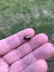 Calligrapha confluens