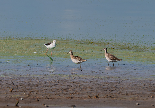 iNaturalist image