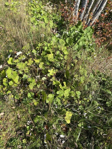 colt's-foot photograph by the iNaturalist community