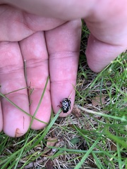 Calligrapha confluens