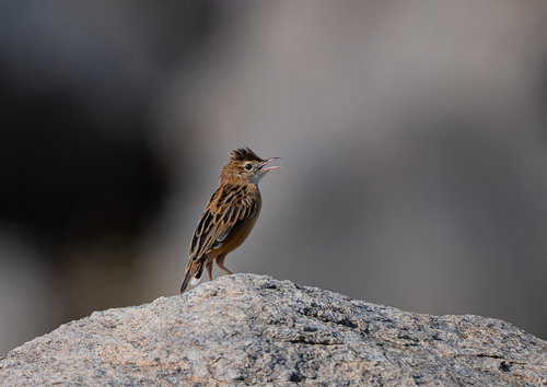 iNaturalist image