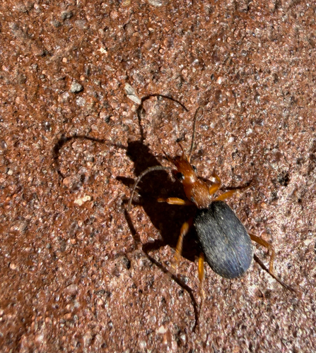 Bombardier Beetles