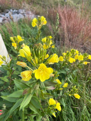 common evening-primrose photograph by the iNaturalist community