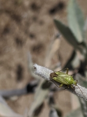 Closterotomus
