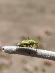 Closterotomus