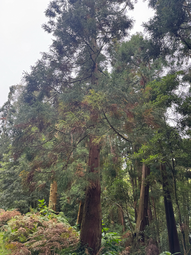 Cryptomeria japonica observed 2026-10-23