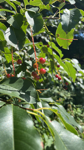 black cherry photograph by the iNaturalist community