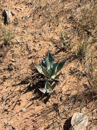 Parry's agave