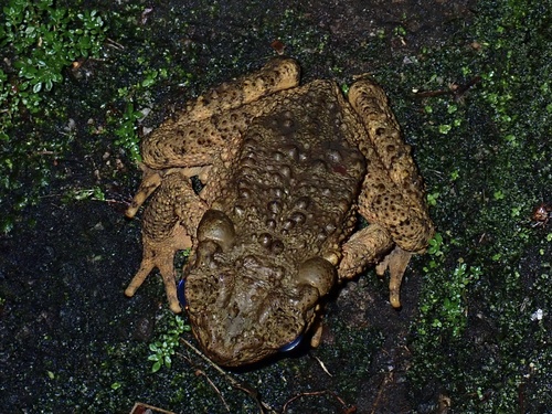 Phrynoidis asper observed 2026-10-18