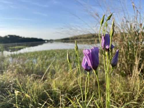 showy prairie gentian