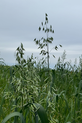 Avena sativa observed 2026-10-23