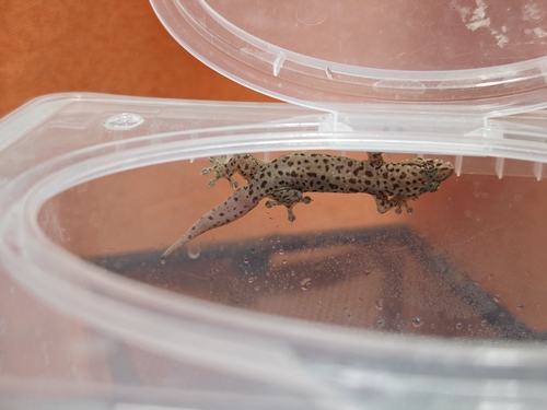 Gehyra mutilata observed 2026-10-23