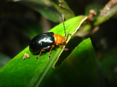 Phyllocharitini