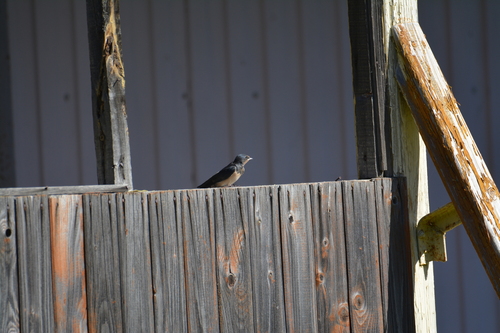 iNaturalist image