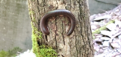 Narceus americanus