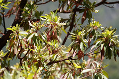 Arbutus arizonica
