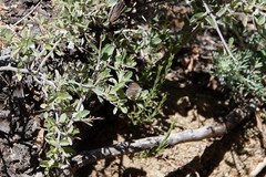 Celastrina echo