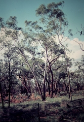 Eucalyptus chartaboma