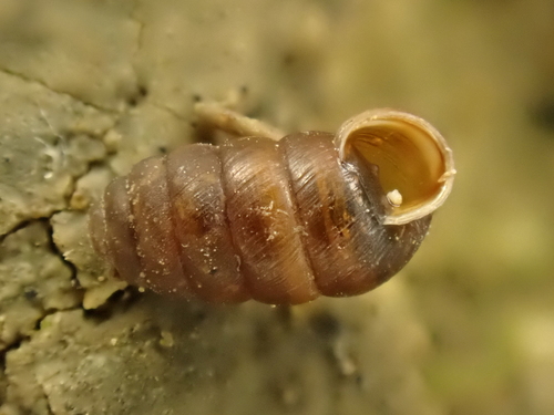 Pupa observed 2026-10-23
