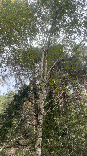 silver birch photograph by the iNaturalist community