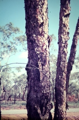 Eucalyptus chartaboma