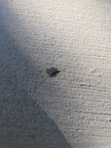Mexican Free-tailed Bat