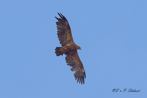iNaturalist image